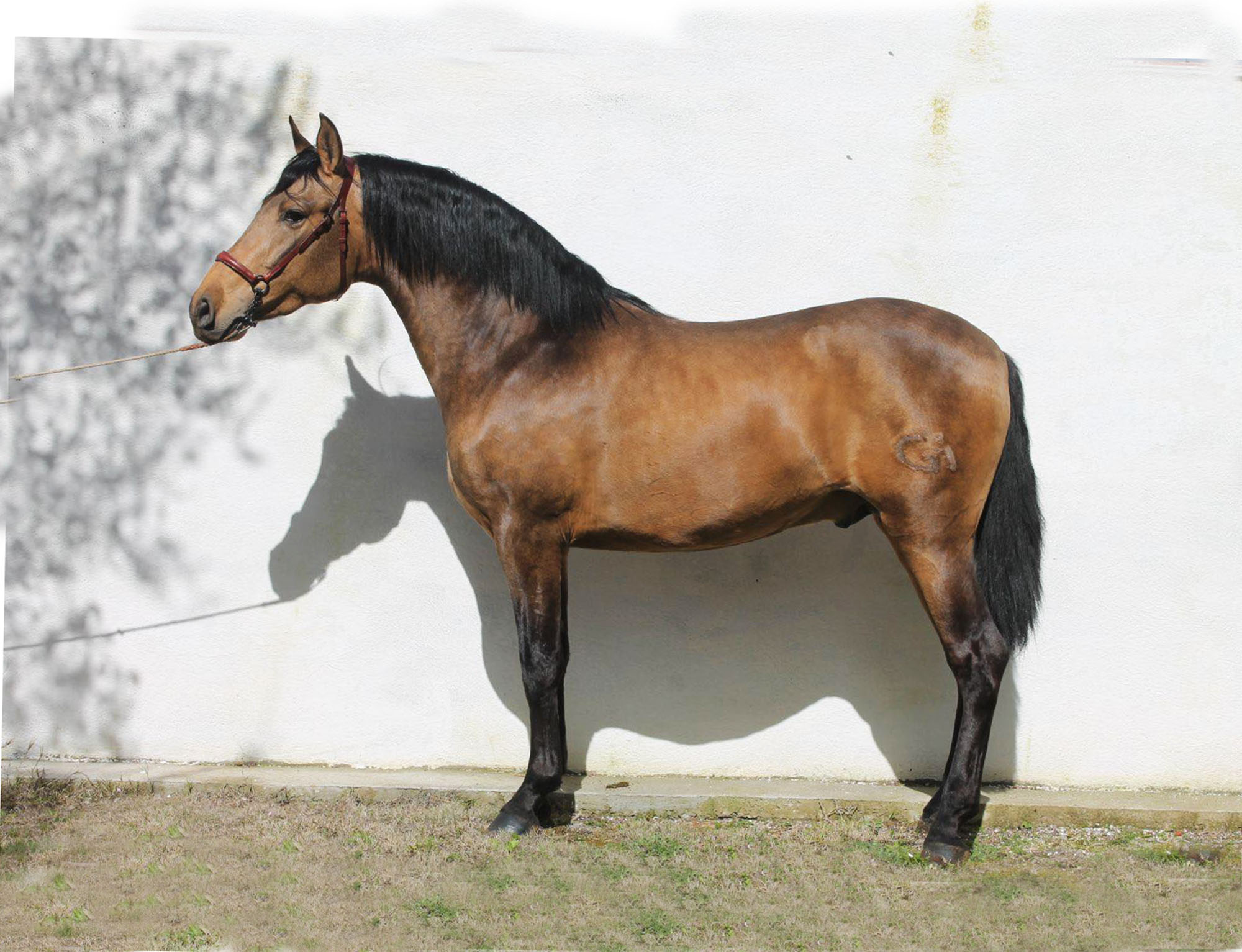 Caballo en Venta